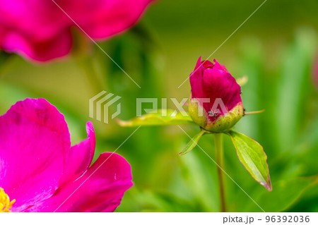 初夏の日差しと色鮮やかな芍薬と蟻と 初夏の日差しと色鮮やかな芍薬と蟻と 96392036
