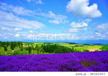 夏の北海道美瑛町　四季彩の丘 96392047