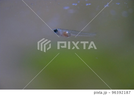 メダカの針子 メダカの針子 96392187