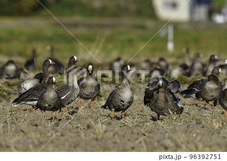 北国からの冬の渡り鳥、珍しいガンのカリガネ 96392751
