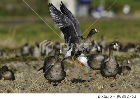 北国からの冬の渡り鳥、珍しいガンのカリガネ 北国からの冬の渡り鳥、珍しいガンのカリガネ 96392752