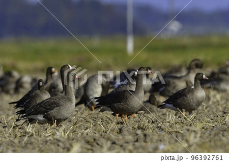北国からの冬の渡り鳥、珍しいガンのカリガネ 96392761