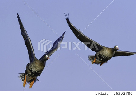 北国からの冬の渡り鳥、珍しいガンのカリガネ 96392780