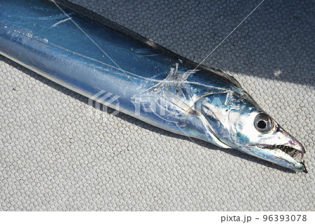 タチウオ右向き 96393078