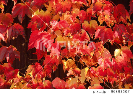 紅葉した一面のツタの葉 96393507