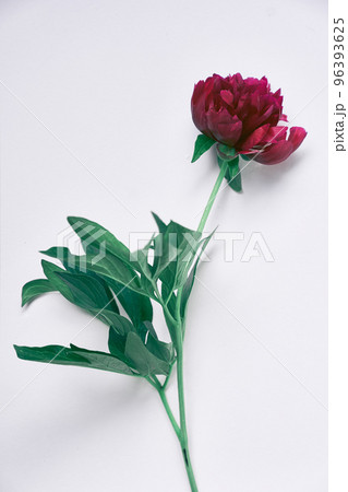 Close-up of one dark red peony flower, on a gray background. With a space to copy. Design for your product. High quality photo 96393625