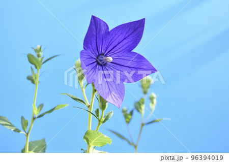 秋の七草のひとつ 桔梗の花 ( fix撮影 ) 秋の七草のひとつ 桔梗の花 ( fix撮影 ) 96394019