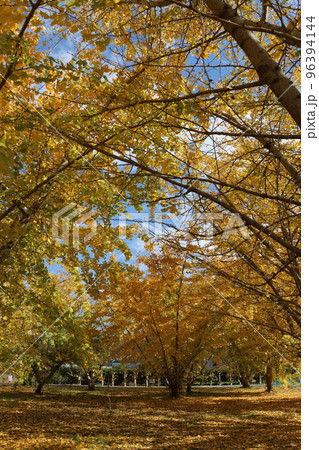 太原のイチョウ 太原のイチョウ 96394144