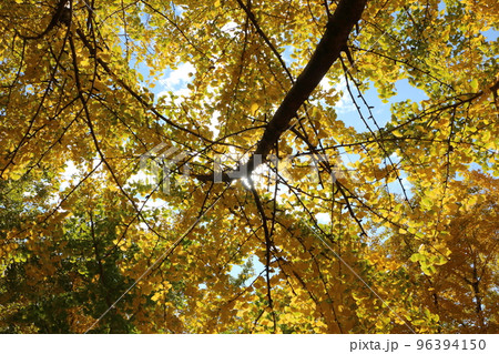 太原のイチョウ 太原のイチョウ 96394150