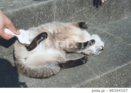 糸島の古民家でのびのび暮らす保護猫 シャム猫っぽいしゃなちゃんの日向でブラッシング写真 福岡県の糸島 糸島の古民家でのびのび暮らす保護猫 シャム猫っぽいしゃなちゃんの日向でブラッシング写真 福岡県の糸島 96394507