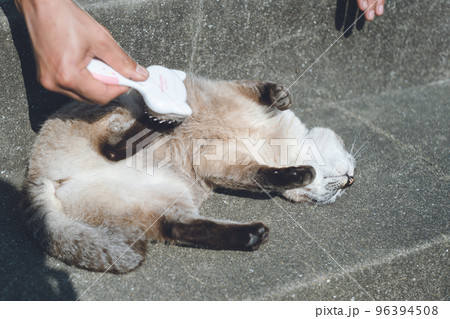 糸島の古民家でのびのび暮らす保護猫 シャム猫っぽいしゃなちゃんの