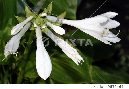 Flowers Fragrant Lily is a perennial herbaceous plant, the Liliaceae family. 96394644