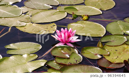 Lilies of different colors swim in the water with a frog 96394645