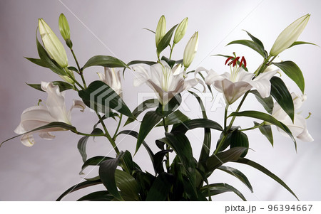 Flowers White lily is a perennial herbaceous plant of the Liliaceae family. 96394667