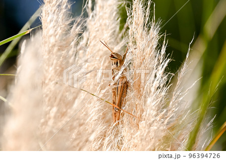 ツチイナゴ 96394726