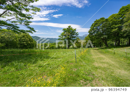 初夏の青空と整備された笹ヶ峰高原の遊歩道 96394749