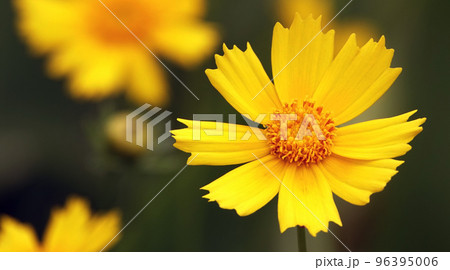 Flowers Kareopsis perennial closeup beautiful and delicate 96395006
