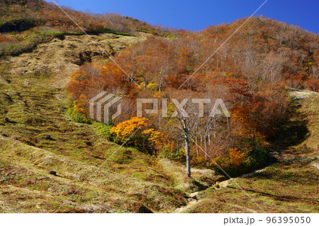 谷川岳　紅葉 96395050