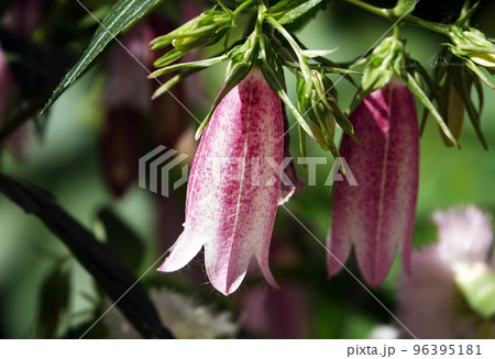 Flowers Bluebells of different types and colors close-up 96395181