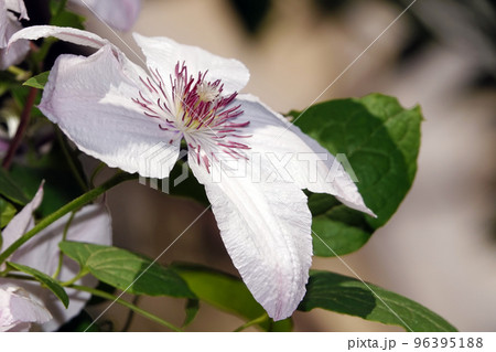 Close-up Clematis Lucky Charm flowers are very delicate and beautiful 96395188