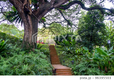 Walkway in Fort Canning Park, one of public green spaces in Singapore. 96395503