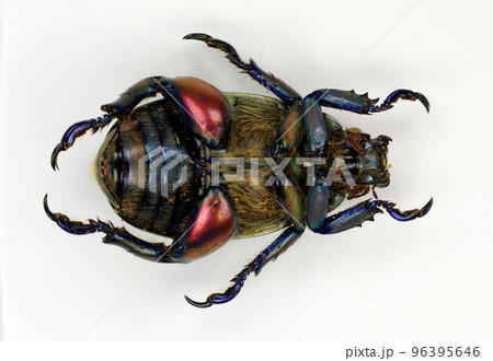 Beetle isolated on white. Green red leaf beetle Chrysina erubescens upside macro. Chysomelidae, colection beetles, coleoptera, entomology, insects 96395646