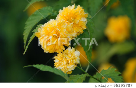 Close-up of yellow Kerria flowers are very delicate and beautiful Close-up of yellow Kerria flowers are very delicate and beautiful 96395787