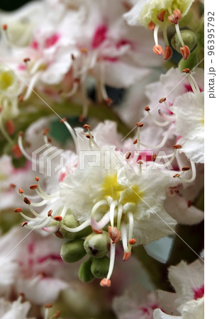 Spring blooming chestnut trees blooming flowers Spring blooming chestnut trees blooming flowers 96395792