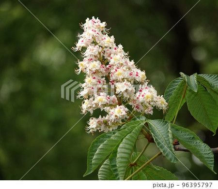 Spring blooming chestnut trees blooming flowers Spring blooming chestnut trees blooming flowers 96395797