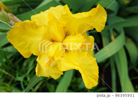 Iris bloom in large flowers with different colors and shades Iris bloom in large flowers with different colors and shades 96395931
