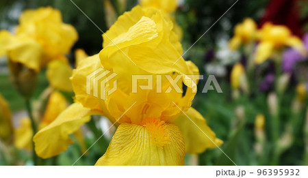 Iris bloom in large flowers with different colors and shades Iris bloom in large flowers with different colors and shades 96395932