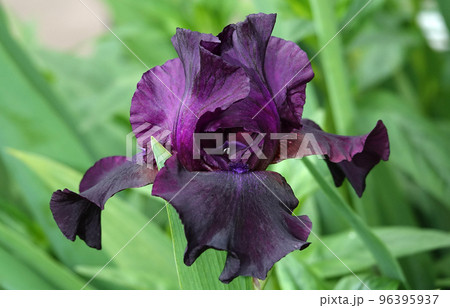 Iris bloom in large flowers with different colors and shades Iris bloom in large flowers with different colors and shades 96395937