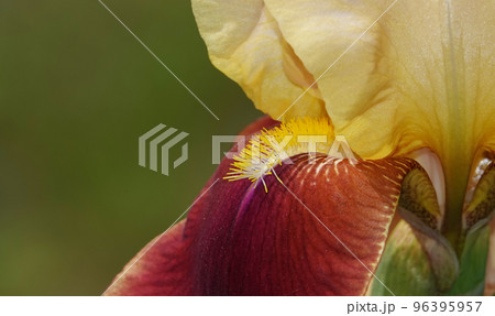 Iris bloom in large flowers with different colors and shades 96395957