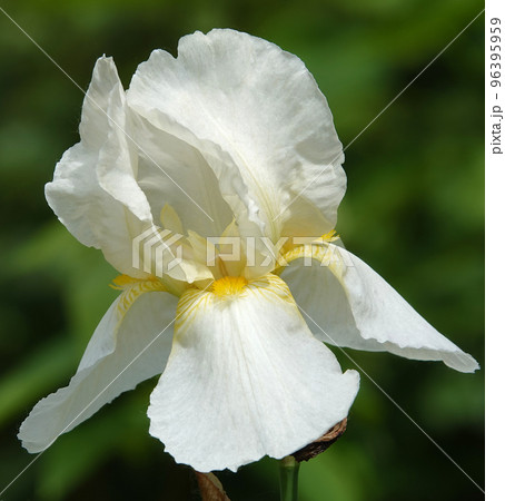 Iris bloom in large flowers with different colors and shades 96395959