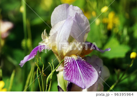 Iris bloom in large flowers with different colors and shades Iris bloom in large flowers with different colors and shades 96395964