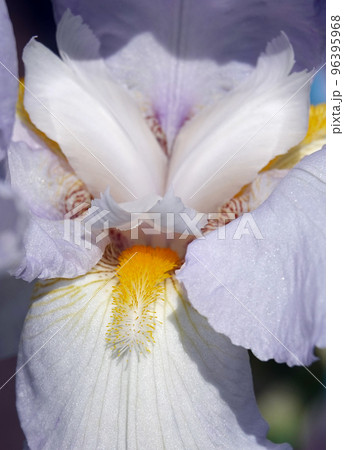 Iris bloom in large flowers with different colors and shades Iris bloom in large flowers with different colors and shades 96395968