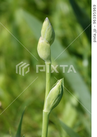 Iris bloom in large flowers with different colors and shades Iris bloom in large flowers with different colors and shades 96395969