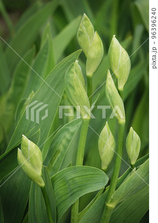 Iris bloom in large flowers with different colors and shades 96396240