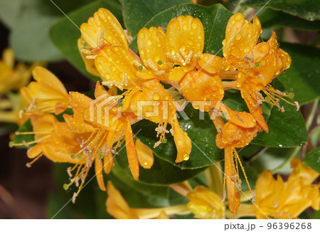 Flowers Curly honeysuckle is a climbing shrub, honeysuckle family Flowers Curly honeysuckle is a climbing shrub, honeysuckle family 96396268