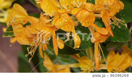 Flowers Curly honeysuckle is a climbing shrub, honeysuckle family Flowers Curly honeysuckle is a climbing shrub, honeysuckle family 96396269
