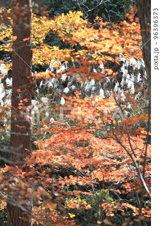 藤原ダム　宝川温泉　紅葉 96396373