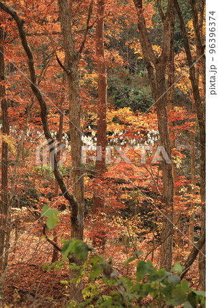 藤原ダム　宝川温泉　紅葉 96396374