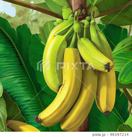 A beautiful bunch of bananas on a branch under the leaves 96397214