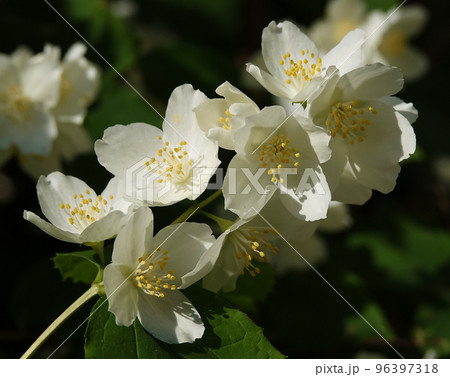 Jasmine is flowers with white petals 96397318