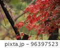 紅葉 96397523