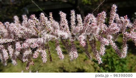 Flowers Grebenshik or Tamarix Gallica or French Tamarisk bush with small flowers blooming in spring Flowers Grebenshik or Tamarix Gallica or French Tamarisk bush with small flowers blooming in spring 96398080