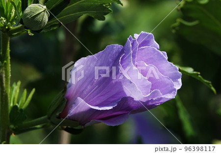 Garden Hibiscus flower or Chinese rose with a large and beautiful flower 96398117