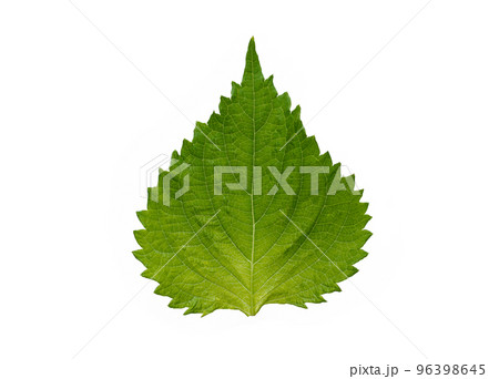 Fresh Green Oba leaf isolated on white background 96398645