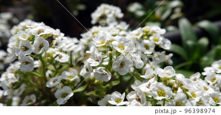 Flowers Lobularia, Seaside Lobularia, Sweet Alison, Sweet Alyssum Snow Crystals, Lawn Maker, Flowers Lobularia, Seaside Lobularia, Sweet Alison, Sweet Alyssum Snow Crystals, Lawn Maker, 96398974