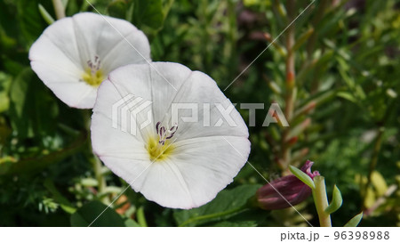 Flowers birch, bindweed, loach, dweller, dodger, wrap fence, bells, quiver, mouse fire, rattle, scatter, ladies, God's cup, wild hops Flowers birch, bindweed, loach, dweller, dodger, wrap fence, bells, quiver, mouse fire, rattle, scatter, ladies, God's cup, wild hops 96398988